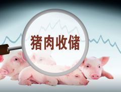 猪肉价格连续走跌 “猪倌”纷纷减收 监管部门酝酿收储稳价