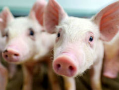 猪价回暖 牧原股份4月商品猪销售均价再升3.9%