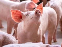 生猪养殖全面盈利！猪价，涨破重要关口！
